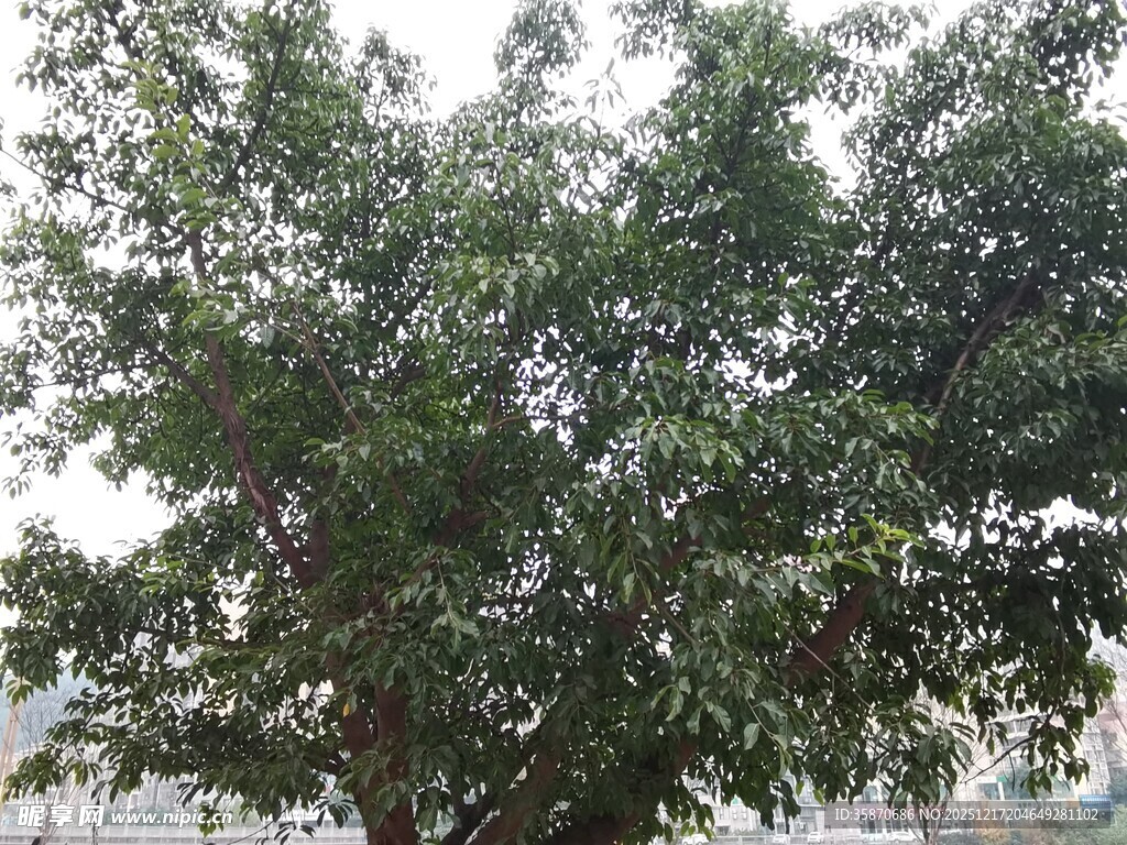 茂盛绿树展现自然生机