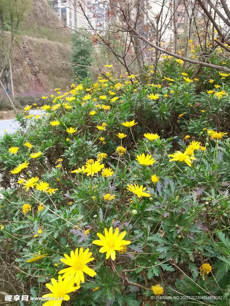 春日绽放的灿烂黄色小花