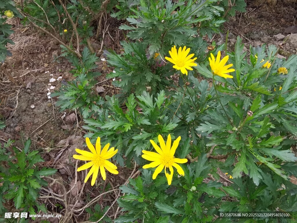 黄色小花绽放于绿植间