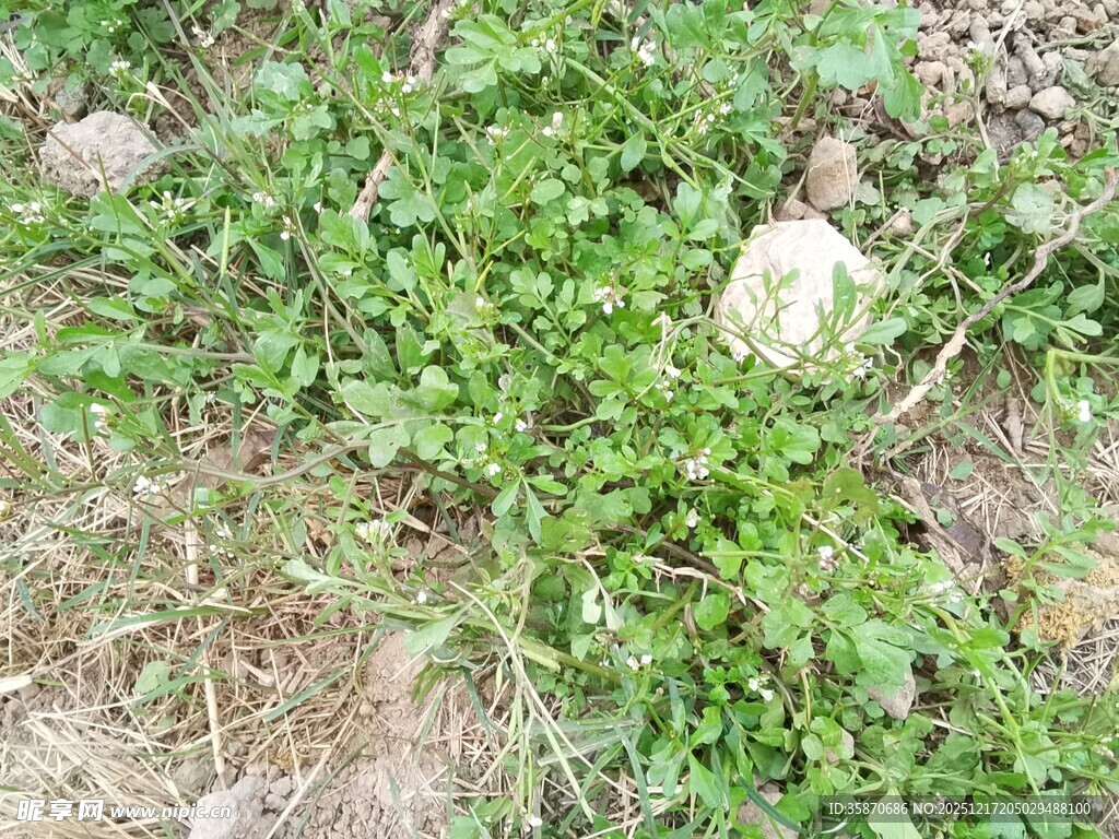地面上的嫩绿小草与石块