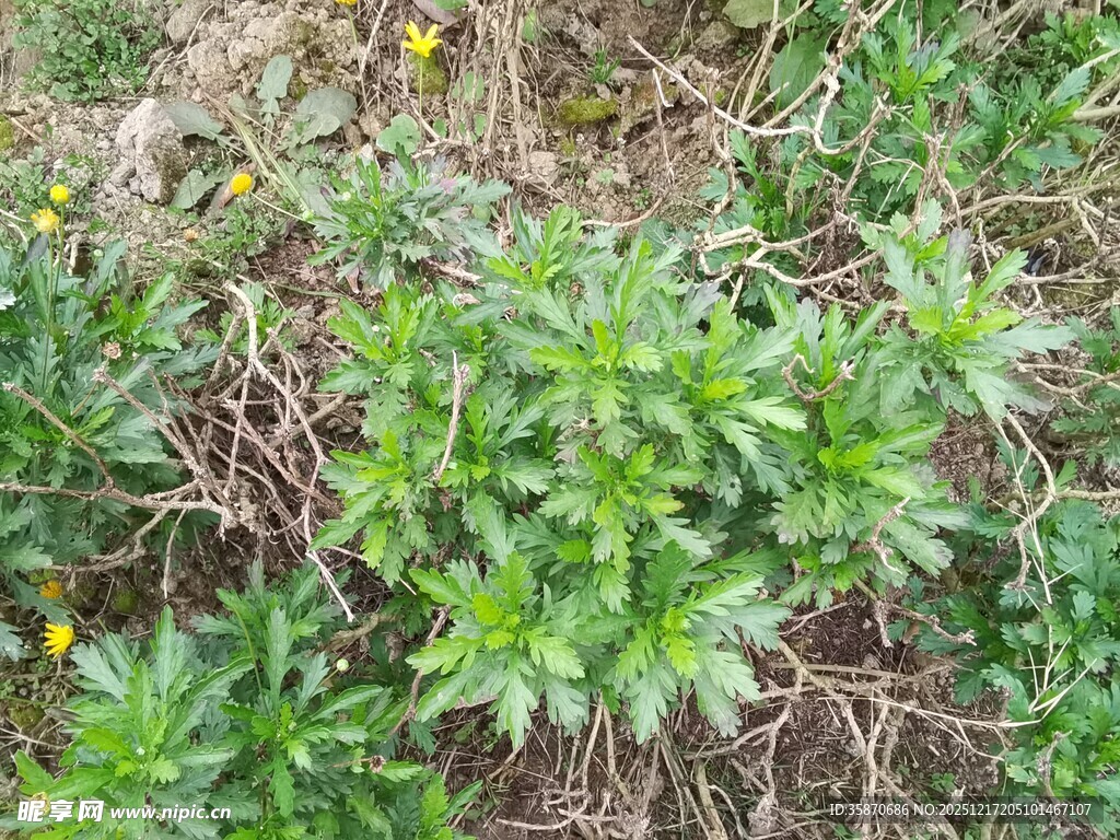 绿色植物与黄色小花景观