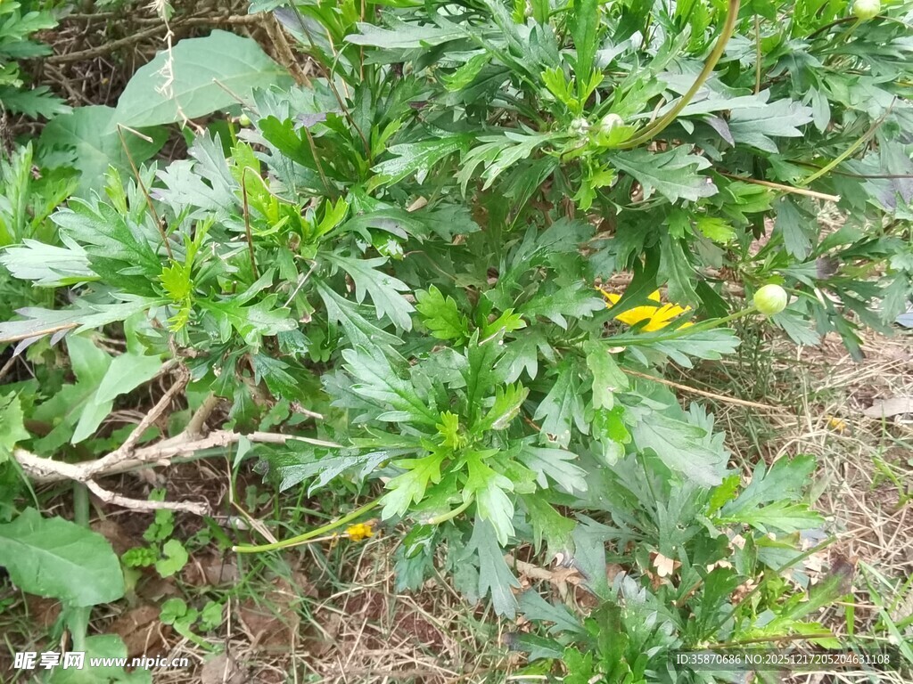 绿叶间的黄色小花与果实