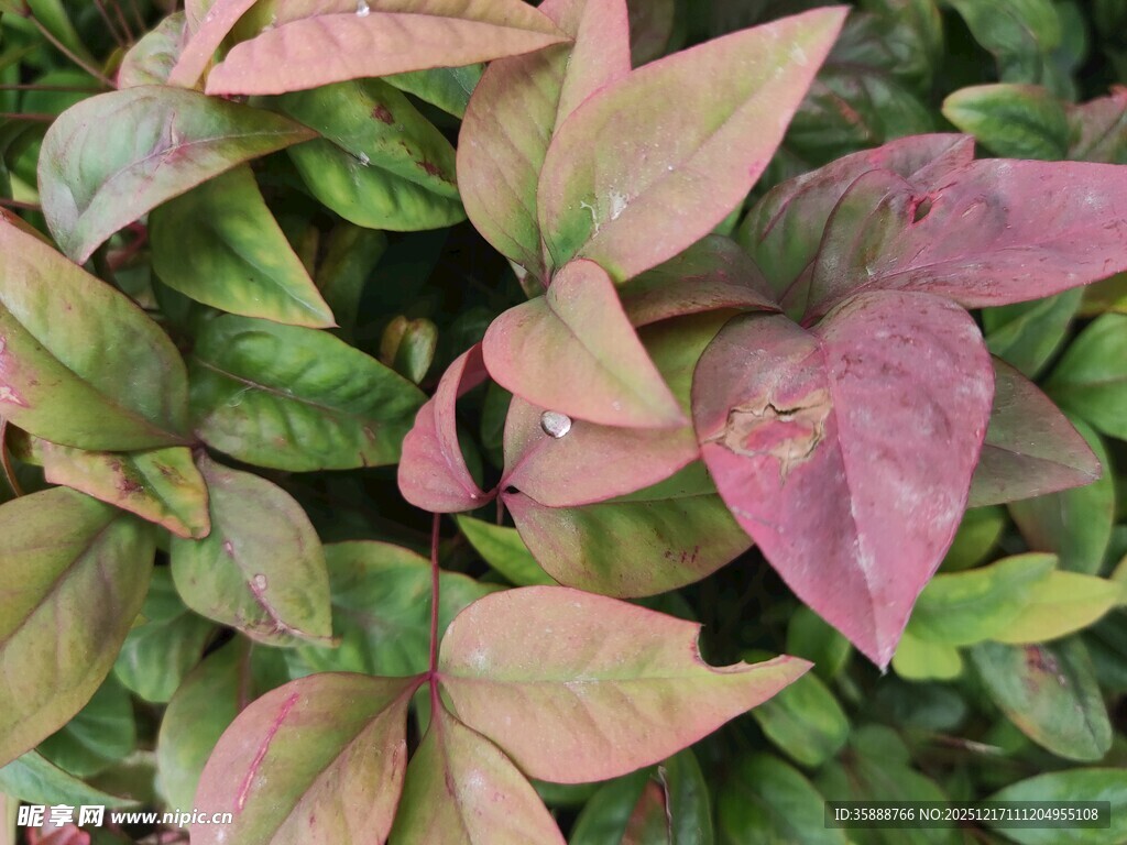 多彩斑斓的叶片植物
