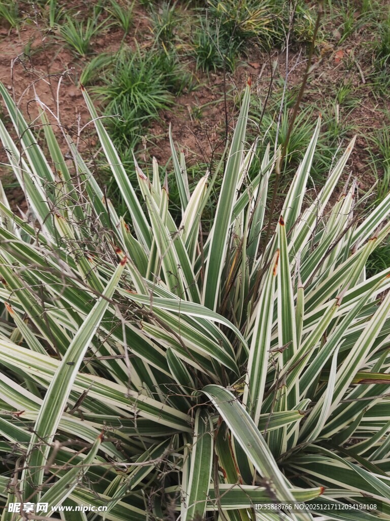 金边龙舌兰植物特写