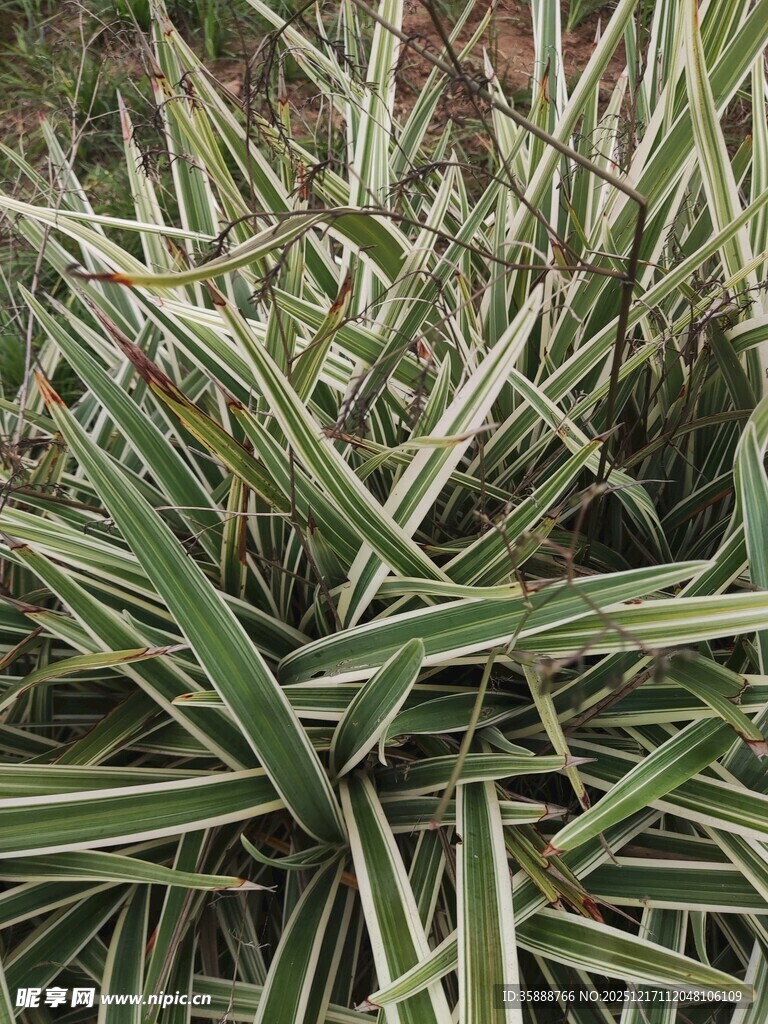 条纹绿叶植物特写