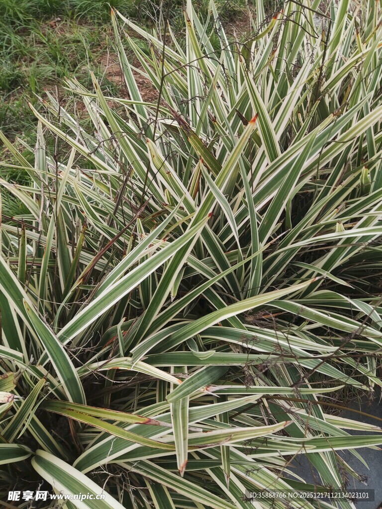 斑叶芒植物特写