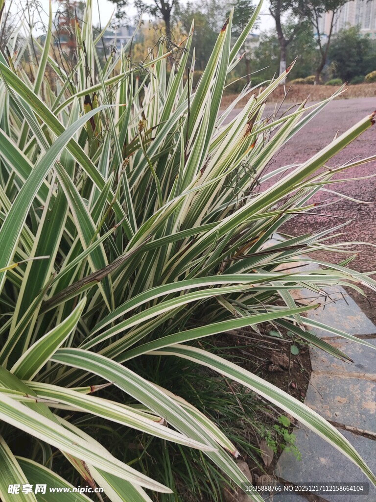 金边麦冬植物景观