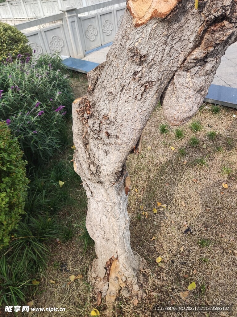 树干受损的景象