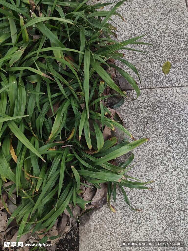 路边翠绿的丛生植物