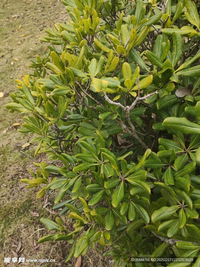 绿叶繁茂的灌木丛