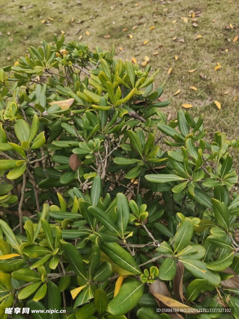 绿叶繁茂的低矮植物