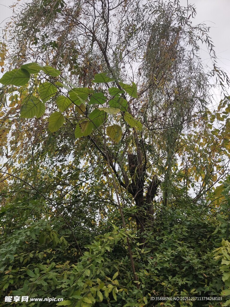枝叶繁茂的树木景观
