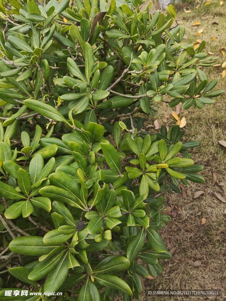 绿叶繁茂的灌木丛