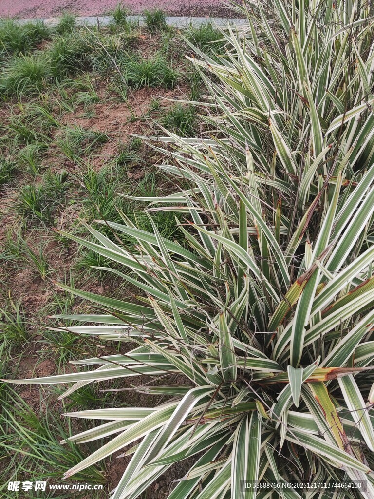 银边龙舌兰植物特写
