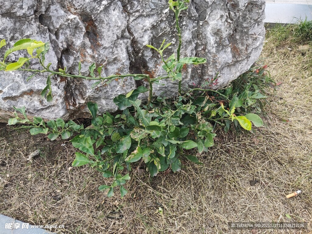 树干旁生长的翠绿植物