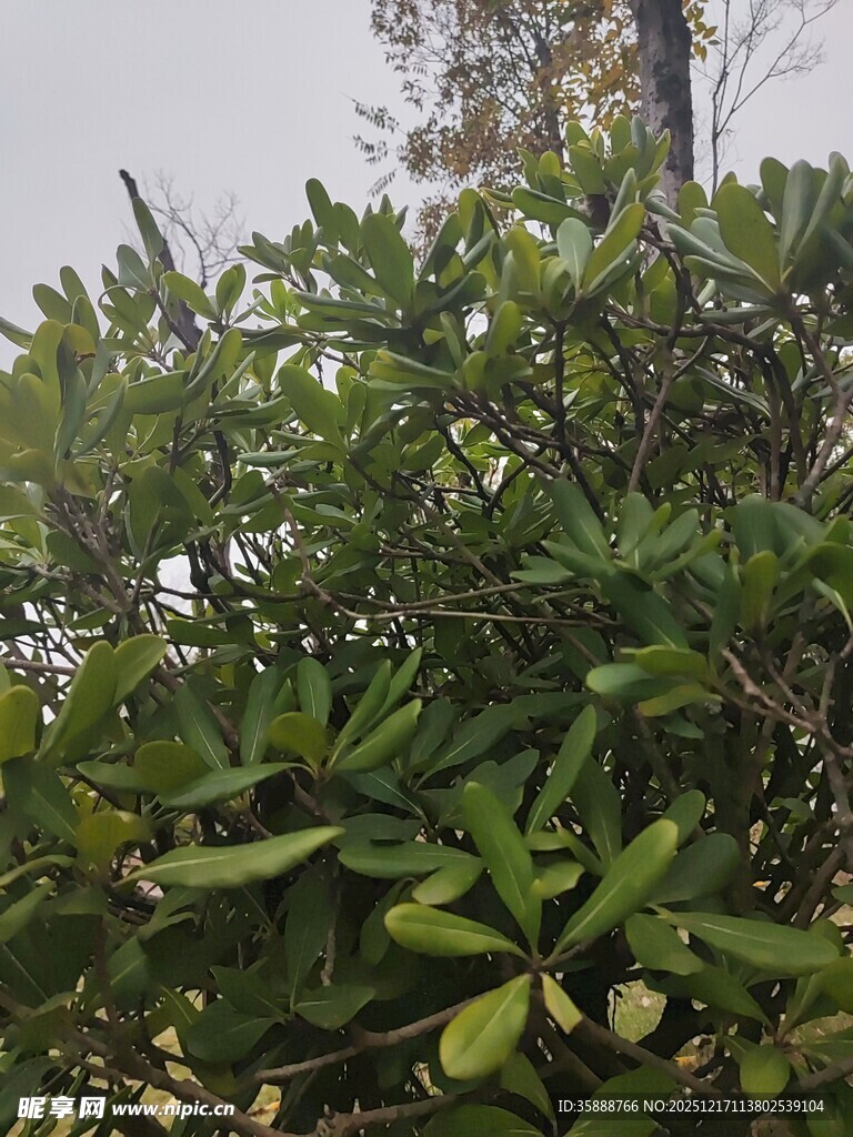 绿叶繁花的繁茂植物景观