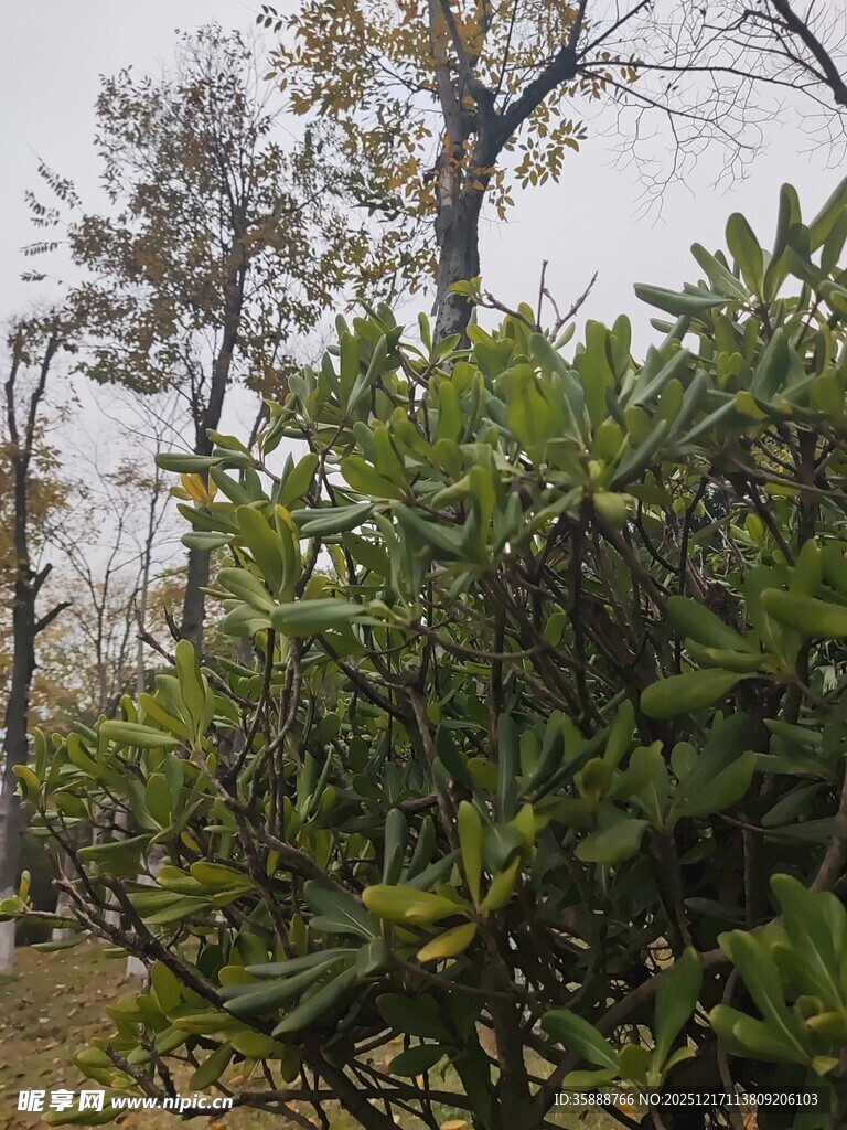 山林间的繁茂绿植