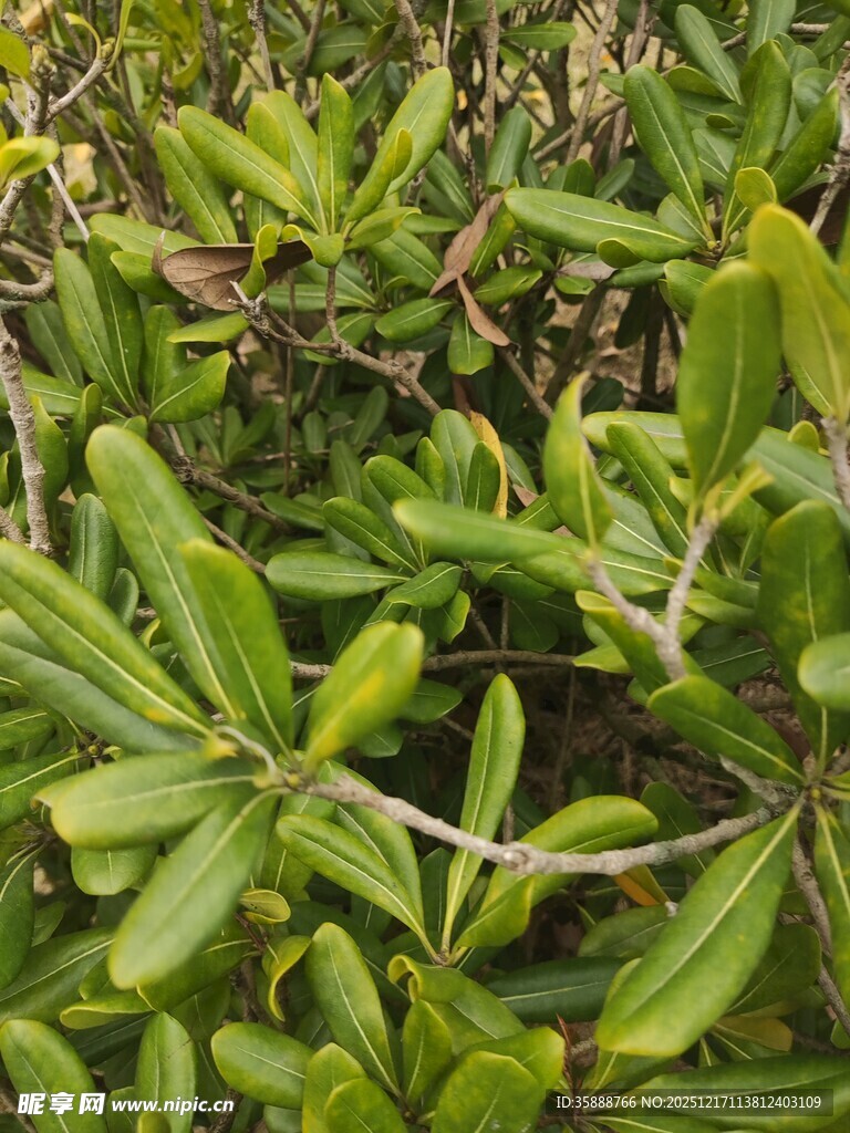 绿叶繁茂的灌木丛