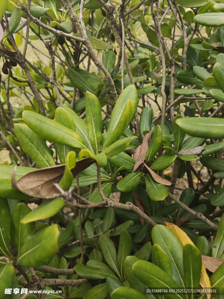 绿叶繁茂的植物景观
