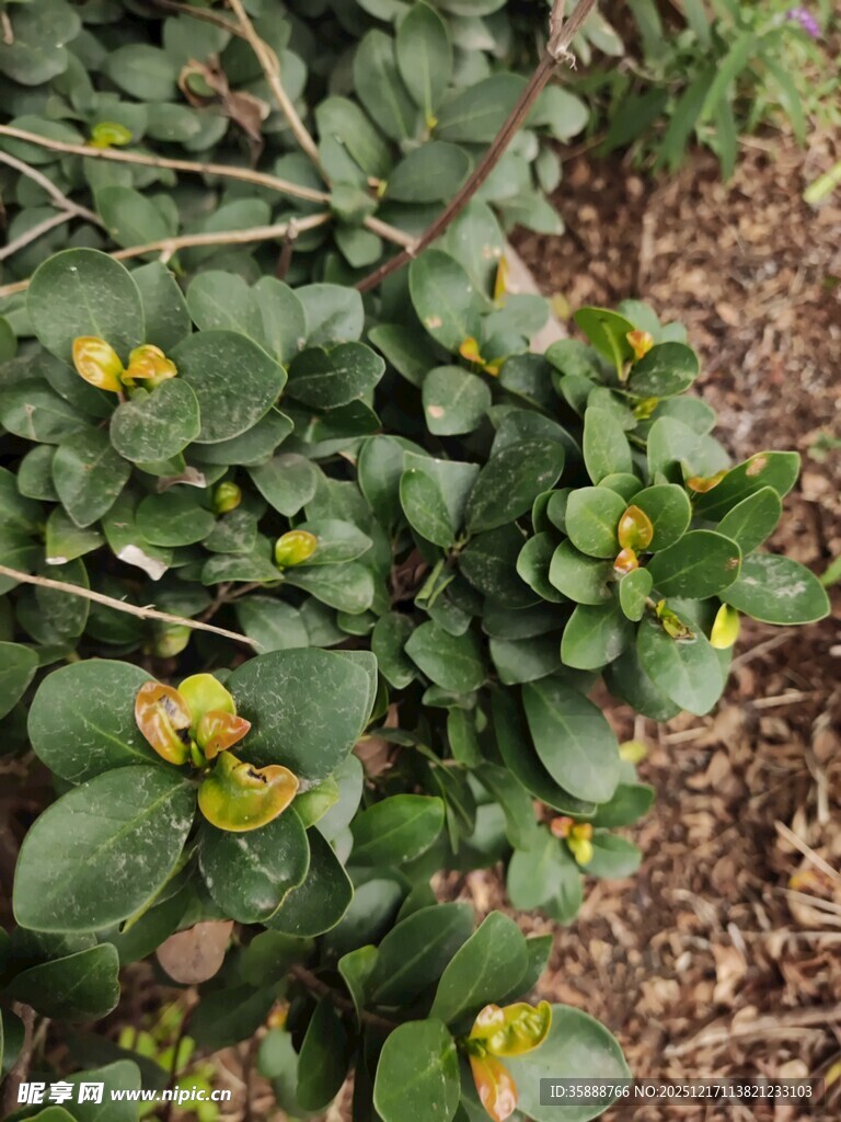 绿叶黄花的植物景观