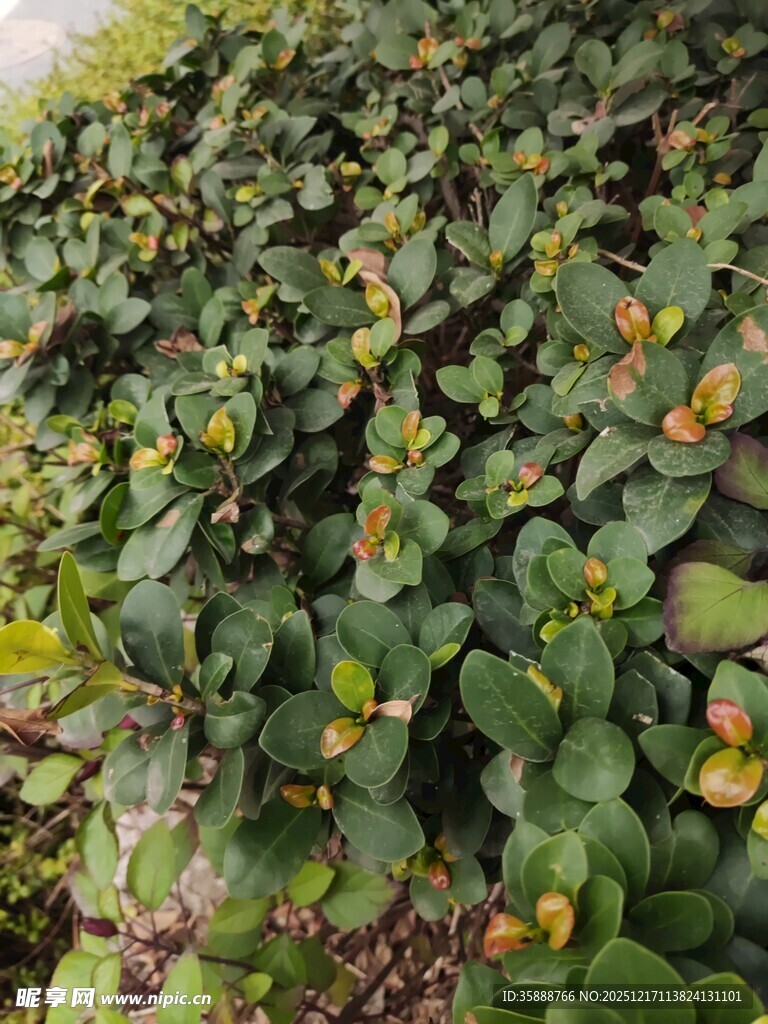 翠绿繁茂的多肉植物景观