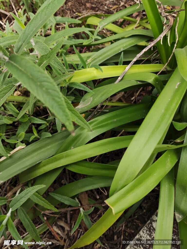 翠绿细长叶片的丛生植物