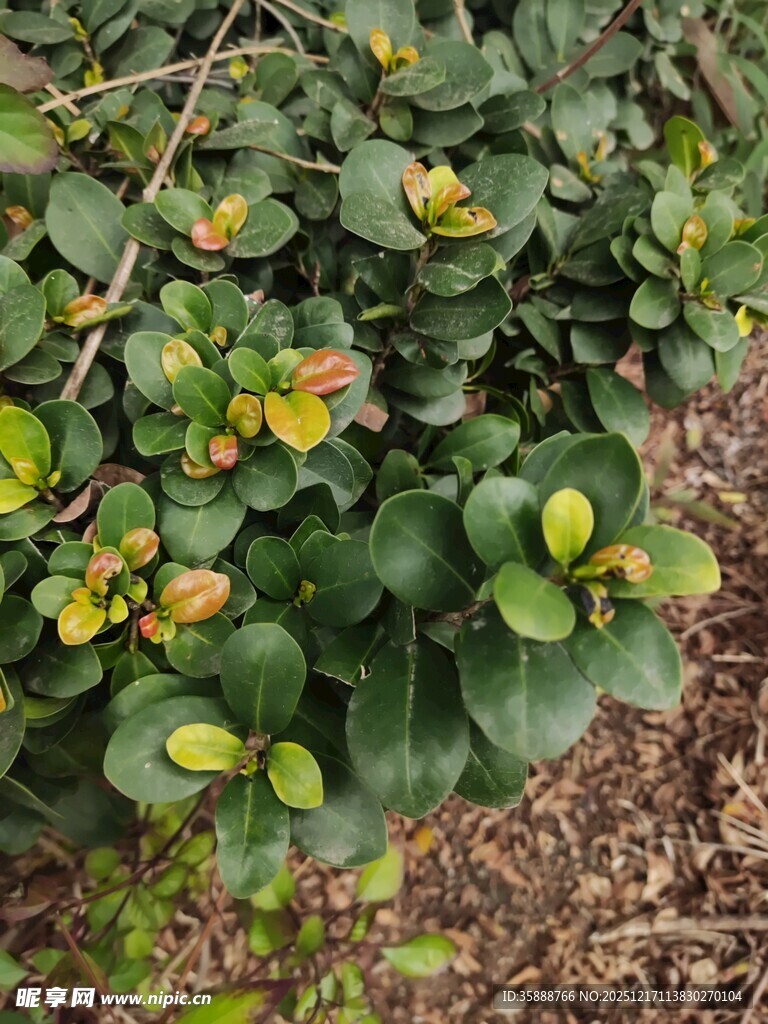 绿叶间的黄色小花