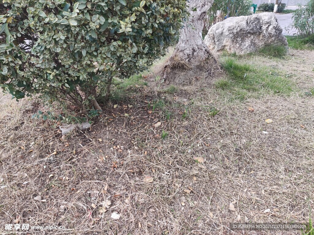 户外绿植与地面景观