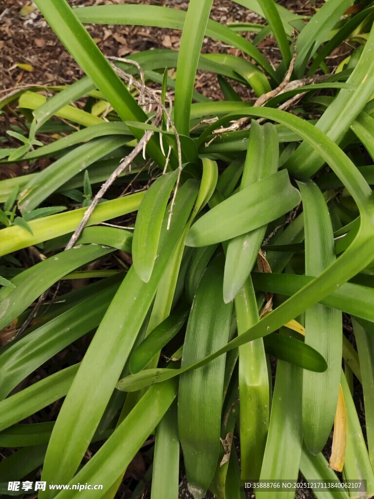 翠绿细长叶片的植物