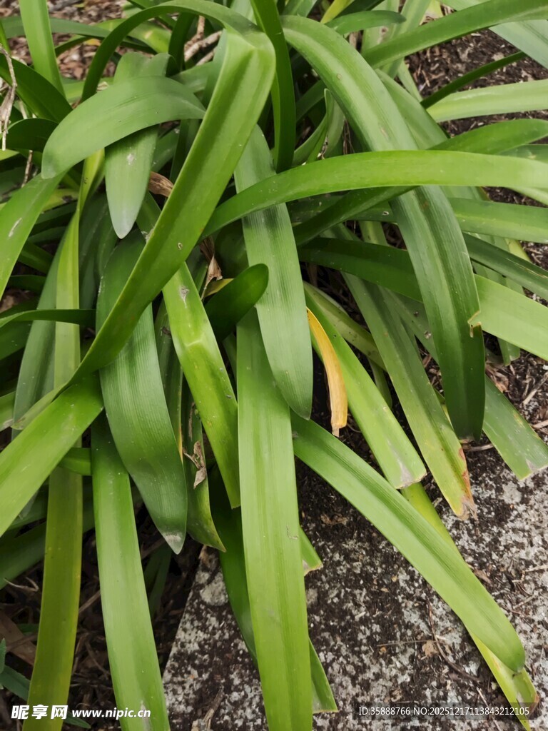 翠绿舒展的长条状绿植