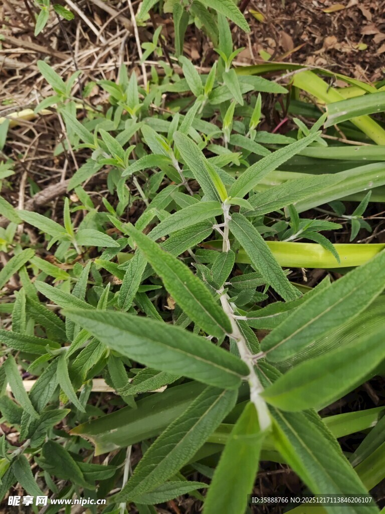 野外绿色草本植物特写