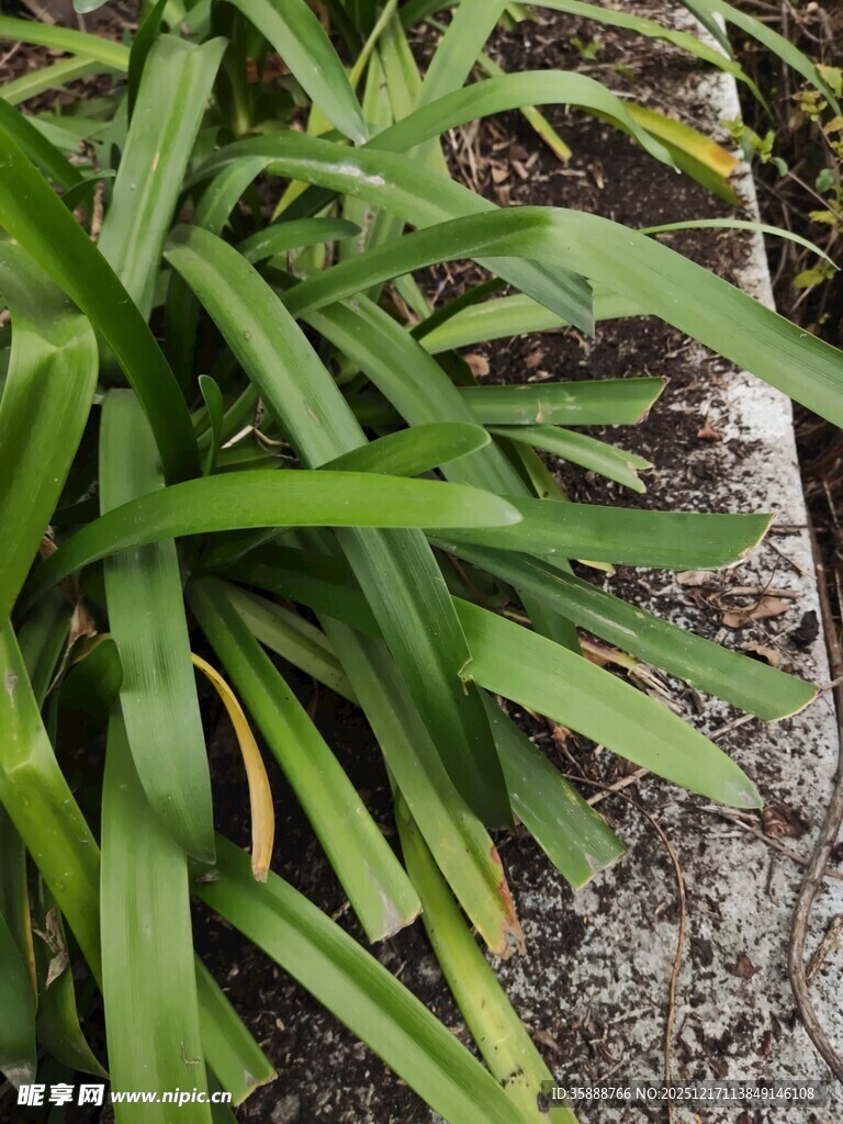 翠绿长叶植物特写