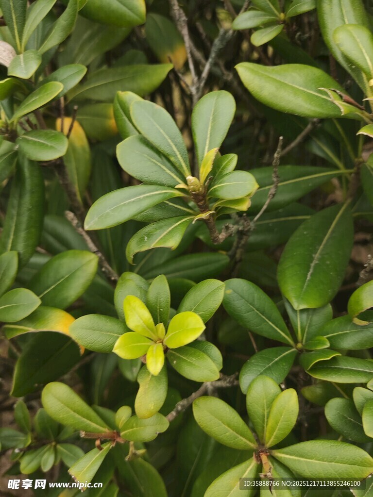 绿叶丛中的黄色小花