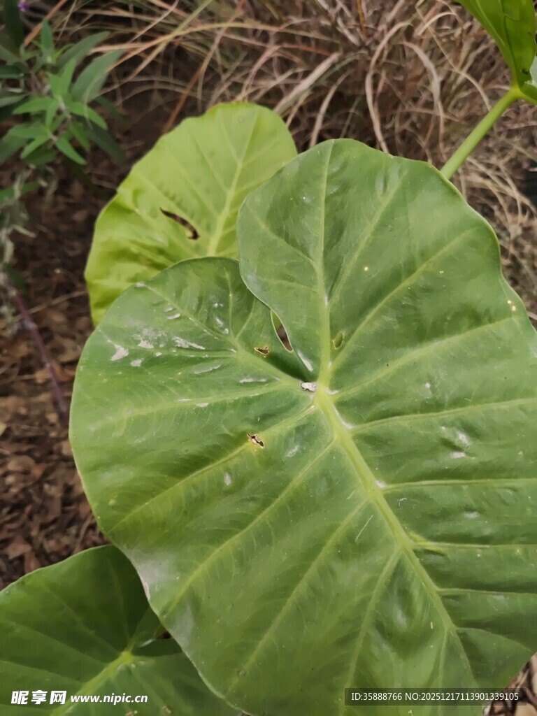 大叶片的绿色植物特写