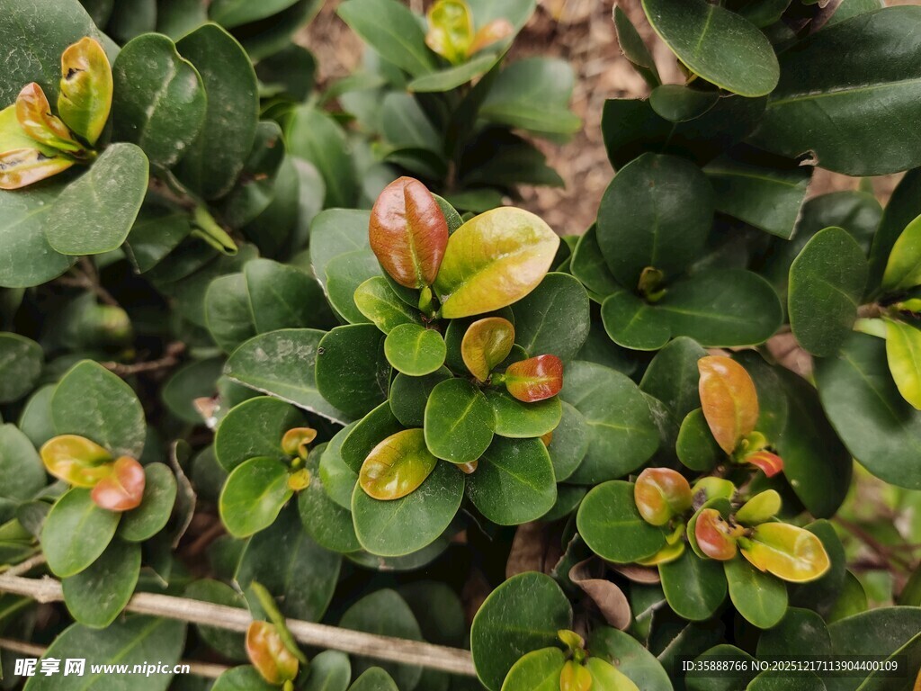 绿叶间的多彩植物