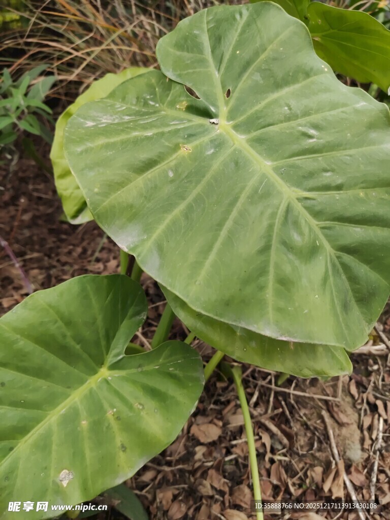 大叶片绿植特写
