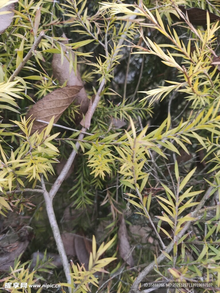 金黄枝叶的植物特写