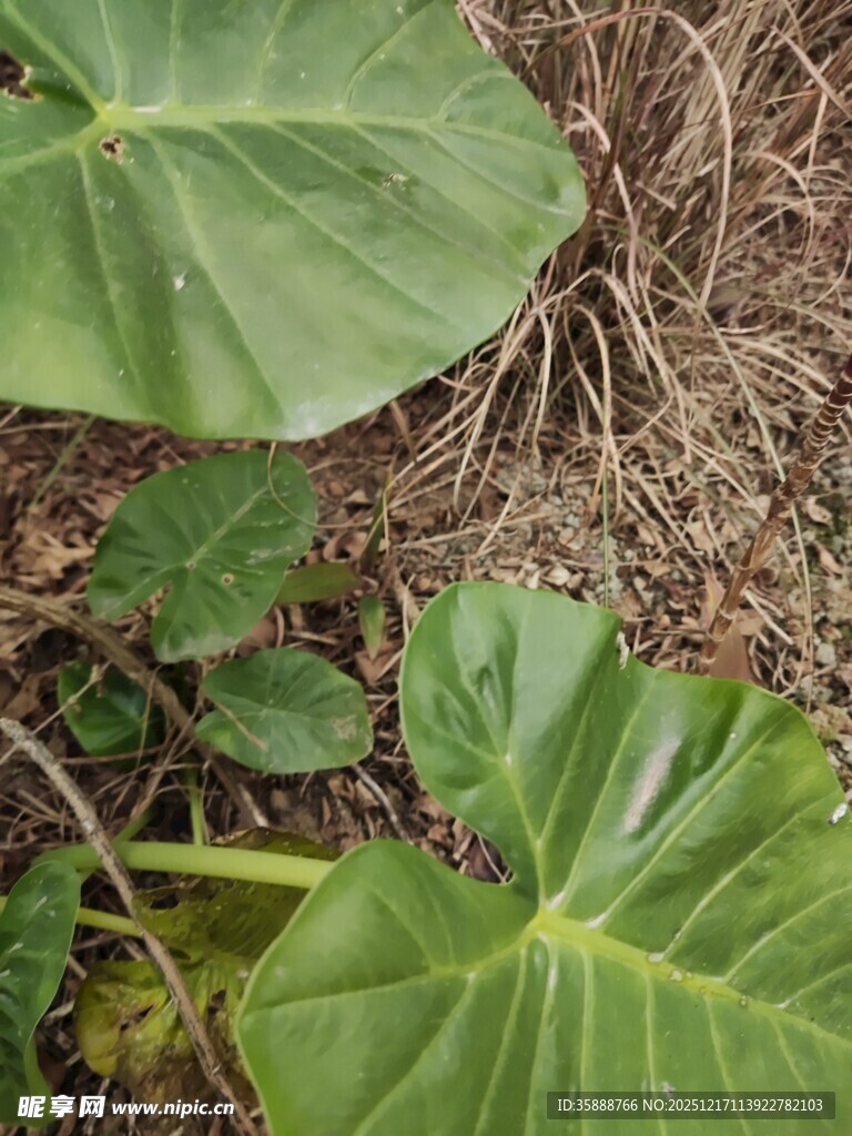 大叶片绿植特写