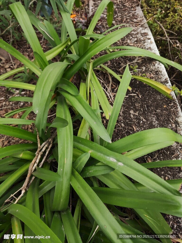 绿叶丛生的植物景观