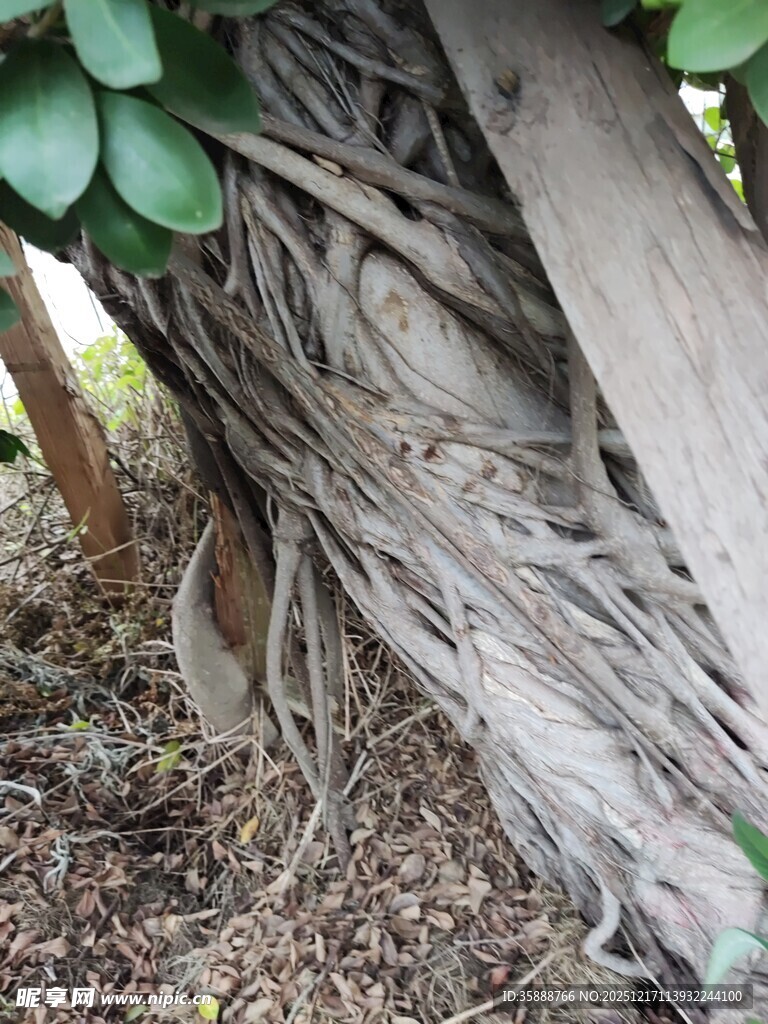 盘根错节的树根奇观