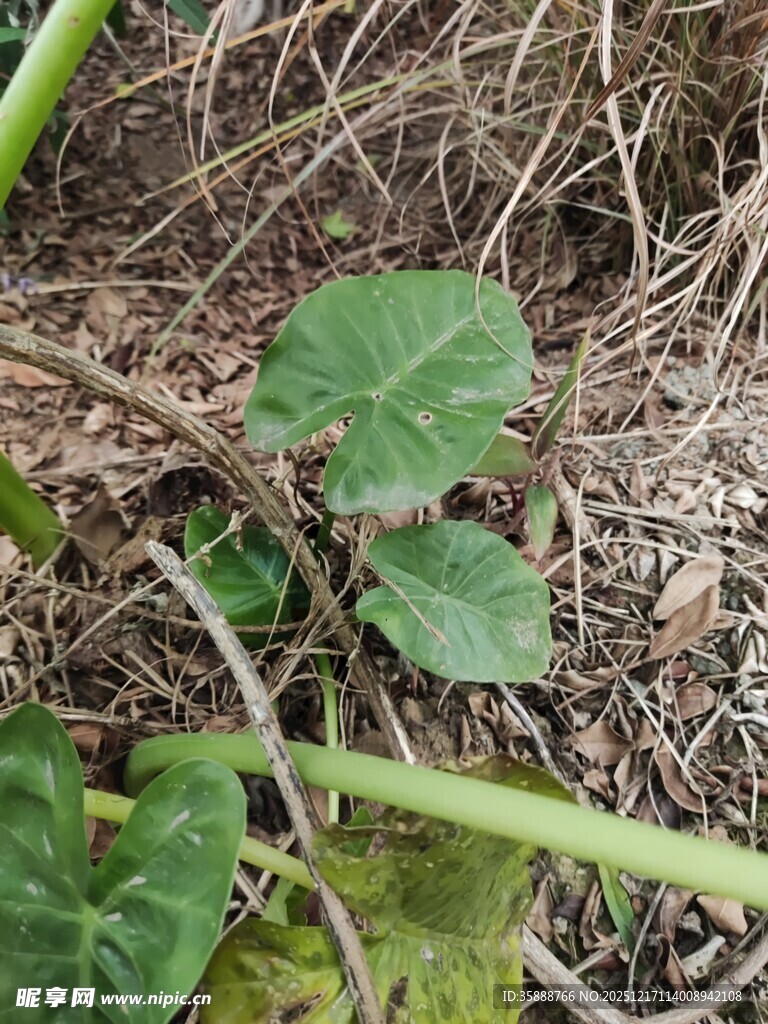 地面上的嫩绿植物叶片