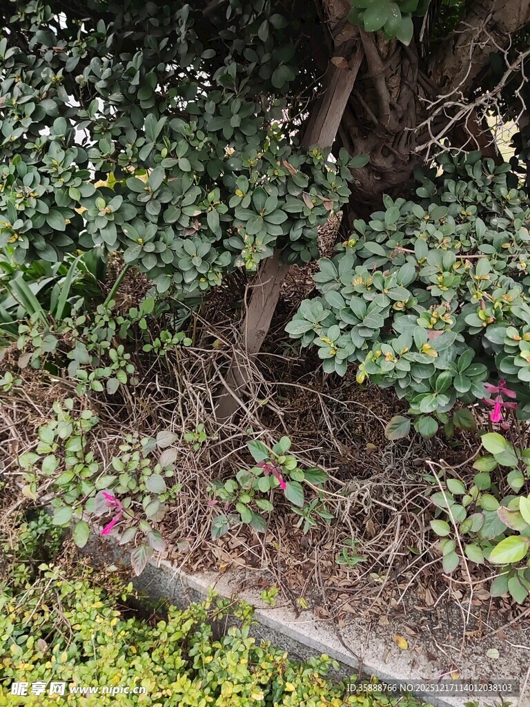 树下繁茂绿植与紫色小花