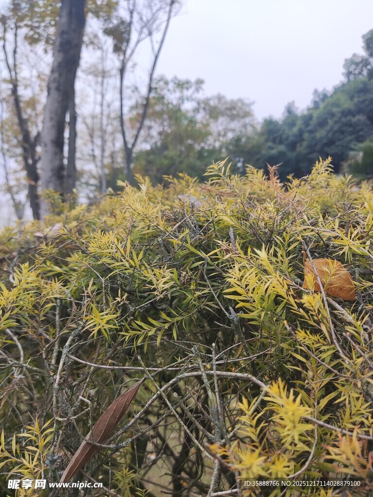金黄枝叶的繁茂植物景观