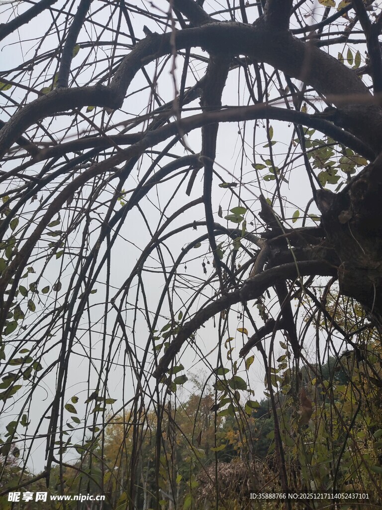 冬日枯树尽显萧瑟之态