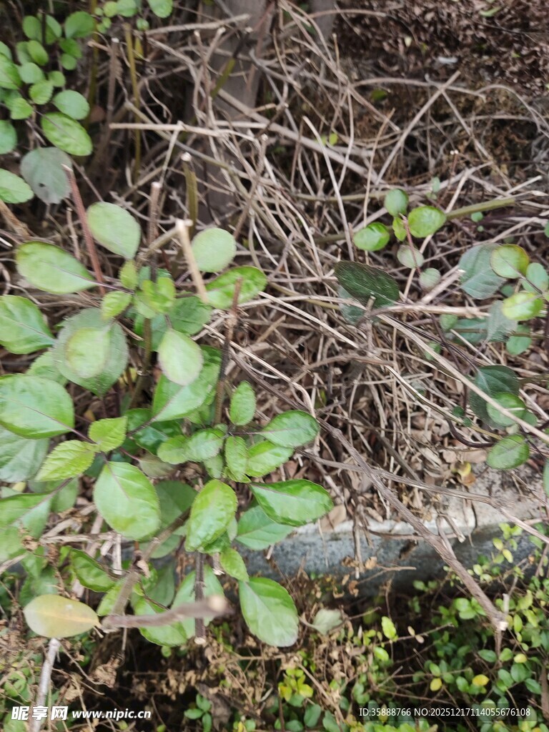 地面嫩绿植物特写