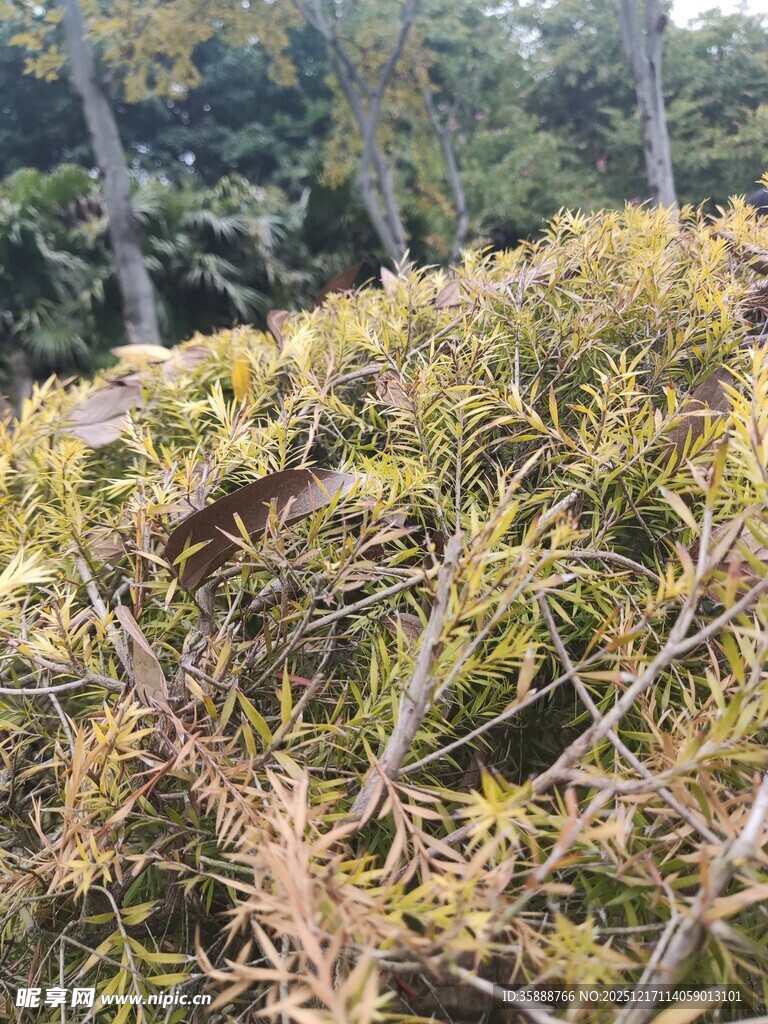 茂密带刺植物景观