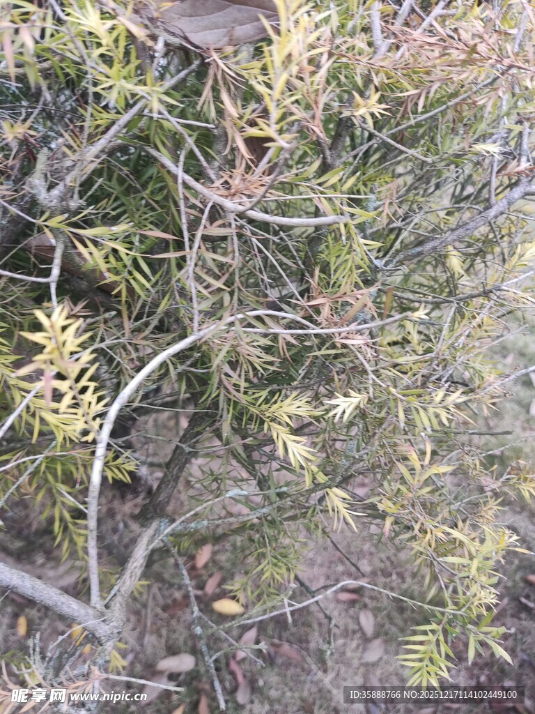 枝叶繁茂的植物景观