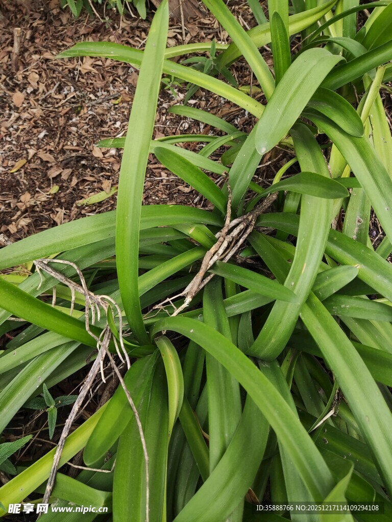 翠绿细长叶片的植物