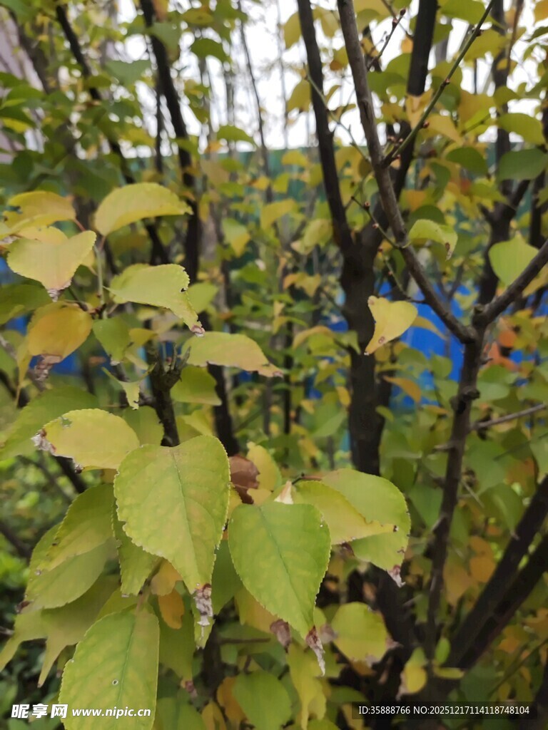 秋日枝头黄绿相间的树叶