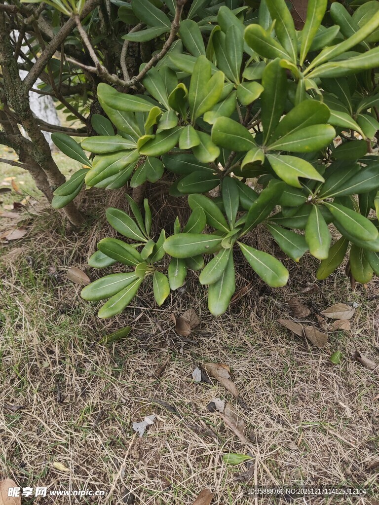 绿叶植物生机盎然